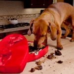 dog raiding box of chocolates