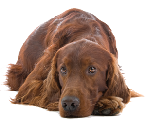 Irish Setter lying down