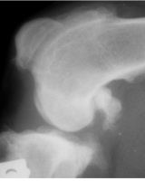 xray showing osteoarthritis in a dog's knee (stifle) joint