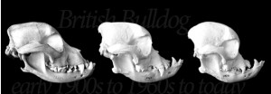 brachycephalic dog breeds and BAUOS