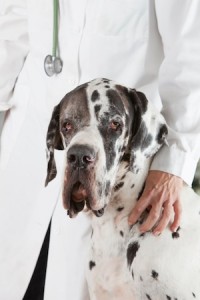 dilated cardiomyopathy in dogs