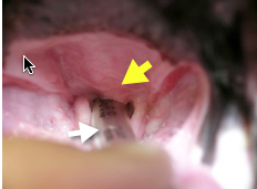 one cause of brachycephalic upper airway obstruction explained in this image