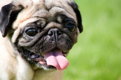 A major cause of buaos in dogs is overcrowding of soft tissues