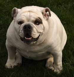 obesity prevention in dogs