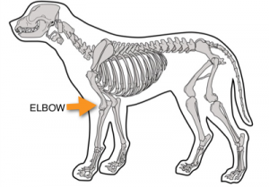 skeleton showing elbow