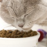 Being overweight, confined to indoors and eating dry food are risk factors for urethral obstruction in cats
