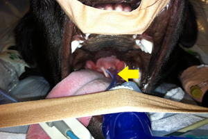 A patient with Brachycephalic Upper Airway Obstructive Syndrome positioned for the surgical procedure. The mouth is held open with the use of tape and the tongue is retracted to provide access to the soft palate. The endotracheal tube (arrow) can be seen entering the airway for the delivery of anaesthetic gases and oxygen.