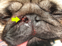 A completed rhinoplasty / naroplasty on this Pug’s right nostril (arrow). Notice the difference in the size of the nostril opening.  