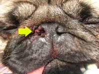 surgery for brachycephalic dogs