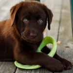 Puppy with parvo virus infection