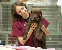 parvo virus treatment in puppy