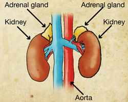 The adrenal glands are found close to the kidneys