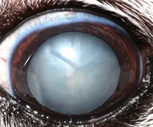 Figure 1: Left eye of a dog with diabetes mellitus that has developed a cataract. Note the white appearance of the centre of the eye. Both eyes were affected and the dog was blind.
