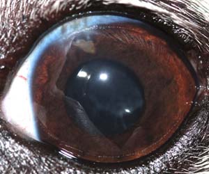 Figure 2: The same eye as in figure 1, one month following cataract surgery. The dog can now see again.