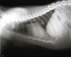 Figure 2: Chest x-rays can help rule out many diseases responsible for changes in breathing pattern such as fluid on the lungs ('pulmonary oedema'), fluid around the lungs ('pleural effusion'), masses (abscesses or cancer), ruptured diaphragm, and patchy lung patterns commonly found with pneumonia.