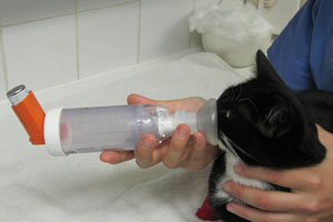 Figure 2: This patient was diagnosed with feline asthma. He is receiving inhaled medications using a spacing chamber.  This allows a cat to inhale much needed medications for 20-30 seconds. 