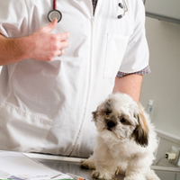 When you contact your vet it is important to give them as much information as possible