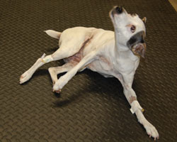 Figure 3: This dog has such severe vestibular disease that he is unable to stand upright