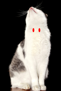 Figure 1: The red shapes indicate approximately where the thyroid glands are located in a cat