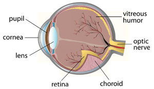Figure 1: The anatomy of the eye 