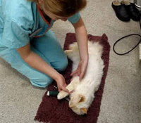 veterinary physiotherapy