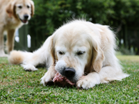 dog eating a bones and raw food (BARF) diet