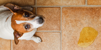 urinary incontinence in female dogs