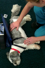 massage can help dogs with arthritis