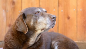 physiotherapy for older dogs