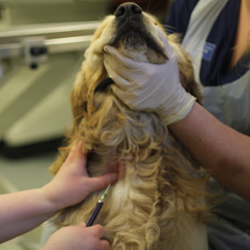 Your vet will need to take blood samples and run some blood tests if they suspect that your dog has hypothyroidism
