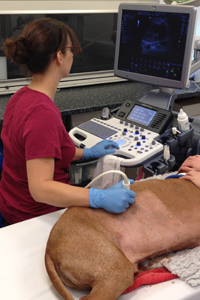 dog ultrasound, inflammatory bowel disease