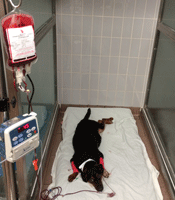 Sick dog receiving a blood transfusion. 
