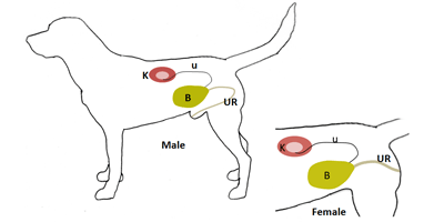 Fig 2: relationship of kidney (K), ureters (u), bladder (B) and urethra (UR) 