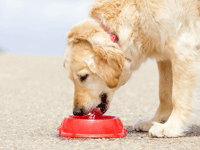 It's important that dogs with chronic kidney disease have access to plenty of water