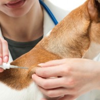 microchips for pets image