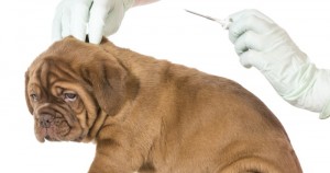 microchips fpr pets