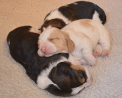 what is normal behaviour for a newborn puppy