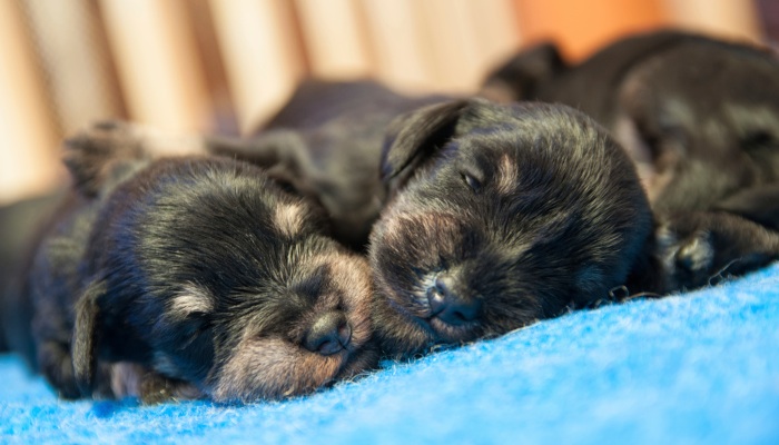 how do you know if newborn puppies are too hot