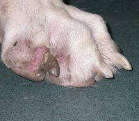 Pododermatitis In Dogsthe Veterinary Expert Pet Health,Tofu Scramble