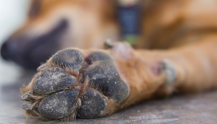 infected paw on dog