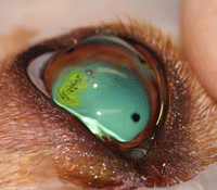 Fig 4: This is the same puppy with an eye scratch injury as in Fig 2. The wound has been stitched and the blood removed from the inside of the eye. He is also wearing a contact lens to reduce the irritation of the stitches. The contact lens can be identified by the black dot on its surface.