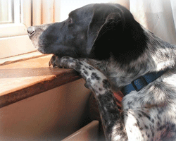 Separation anxiety and  behavioural problems can occur in dogs when they are left home alone