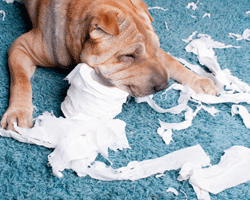 Problem behaviour when a dog is home alone may occur for a wide variety of reasons