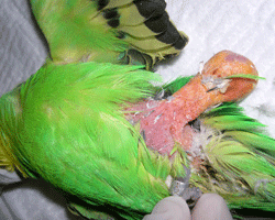 This photo shows a lipoma in an obese budgerigar. The lipoma was removed following surgery