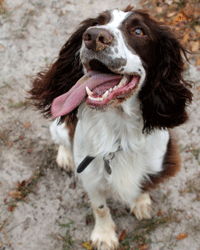 Breeds such as spaniels with long, floppy ears are particularly prone to ear problems