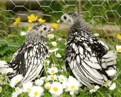 Two healthy young Silver Sebright pullets; a breed less susceptible to egg yolk peritonitis due to having a reduced rate of egg laying compared to hybrid hens
