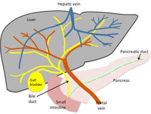 Fig 1: Diagram of the liver, biliary and pancreatic anatomy