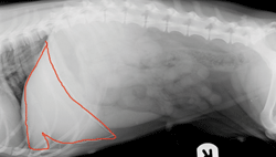 Fig 2: X-ray of a dog’s abdomen showing the liver outlined in red