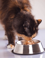 Cats with chronic kidney disease should be fed wet (tinned) foods rather than dry foods whenever possible, to increase water intake