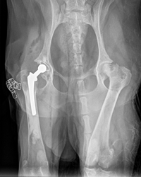 Fig 2: X-ray of a miniature poodle after total hip replacement to treat avascular necrosis of femoral head. You can see the how the femoral head on the left of the image has been replaced with a metal ball.